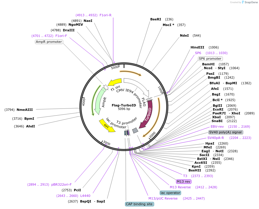 124646-plasmid-map-sequence-id-435118