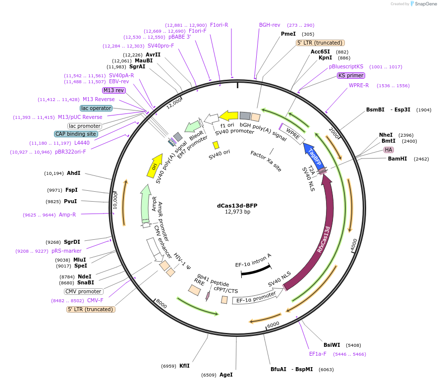 215720-plasmid-map-sequence-id-435131