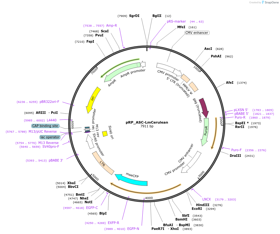 41840-plasmid-map-sequence-id-435135