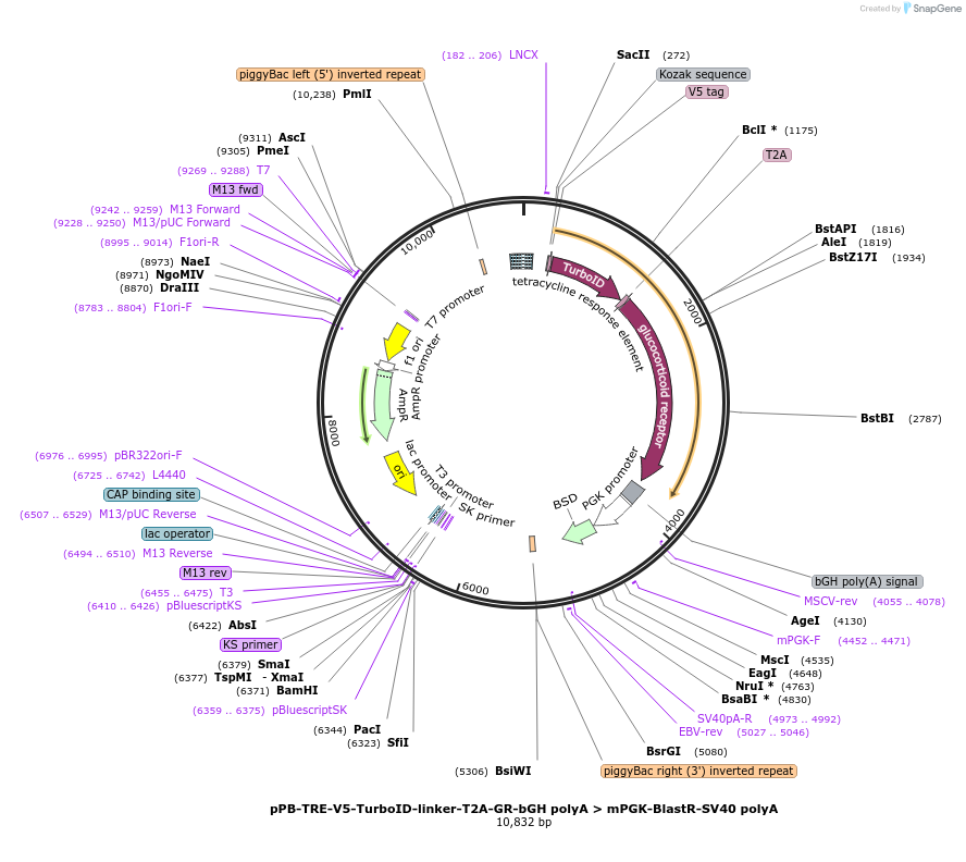 218910-plasmid-map-sequence-id-435137