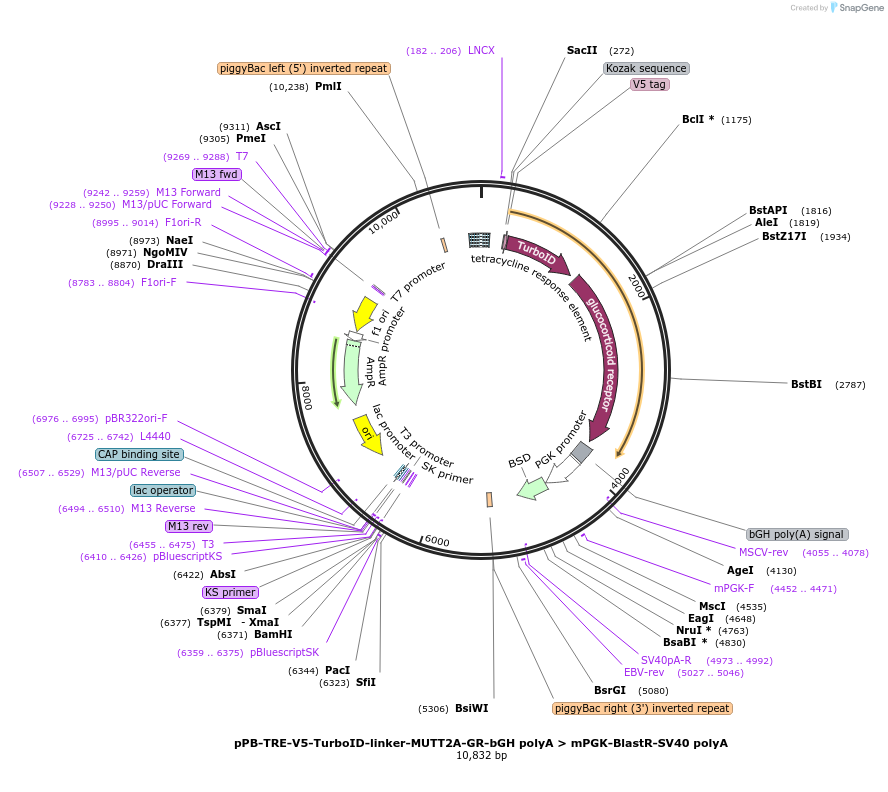 218911-plasmid-map-sequence-id-435138