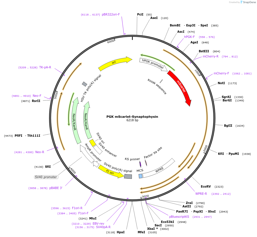 206145-plasmid-map-sequence-id-435144