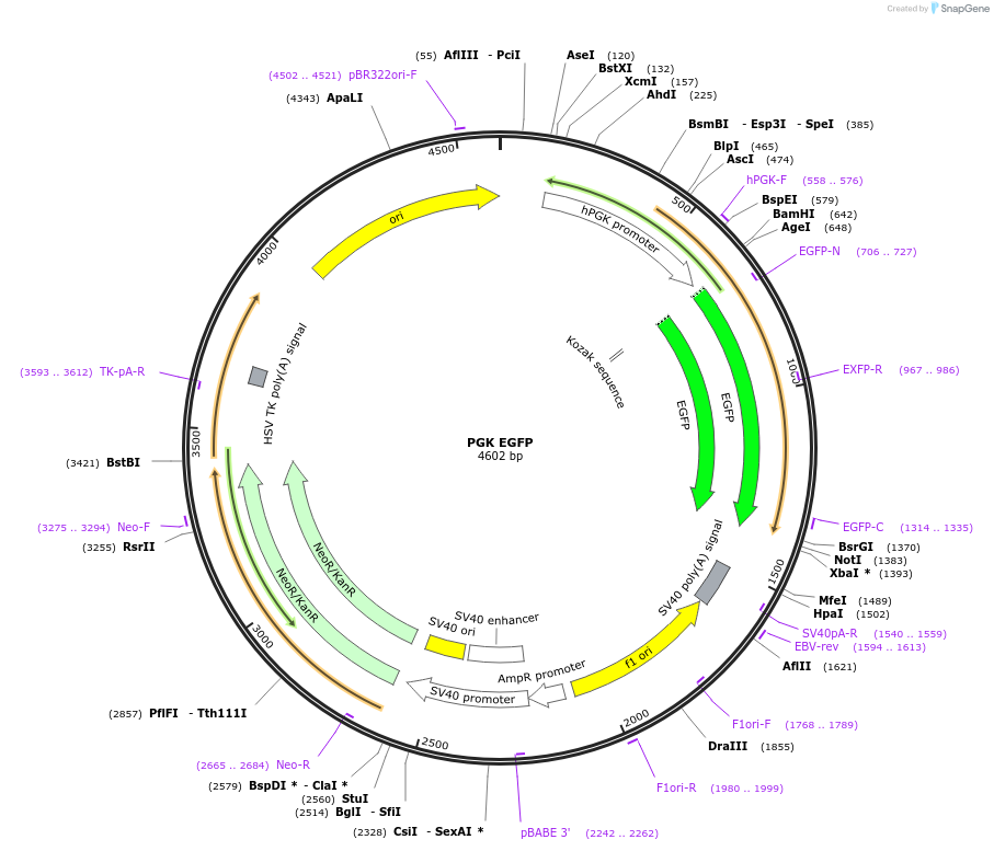 216110-plasmid-map-sequence-id-435166