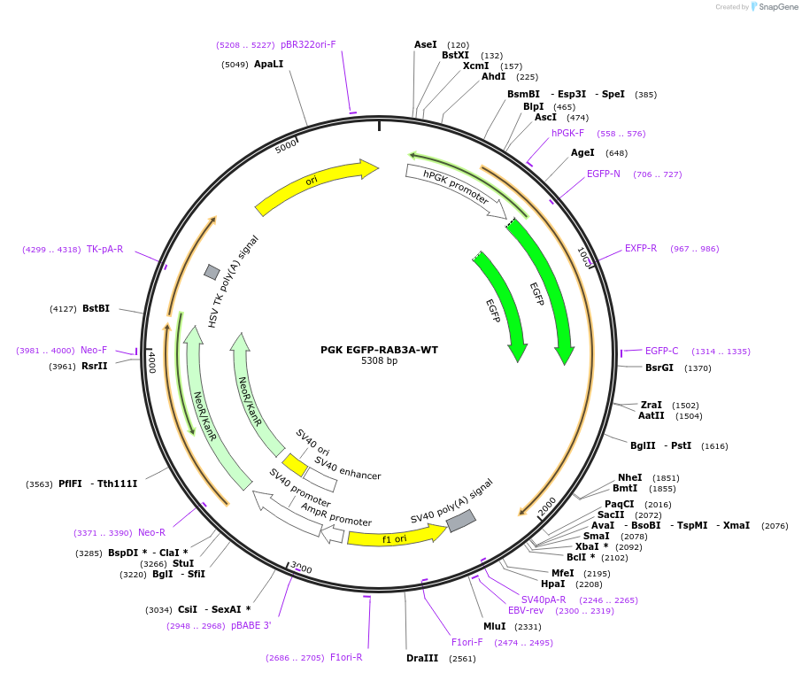 206146-plasmid-map-sequence-id-435171