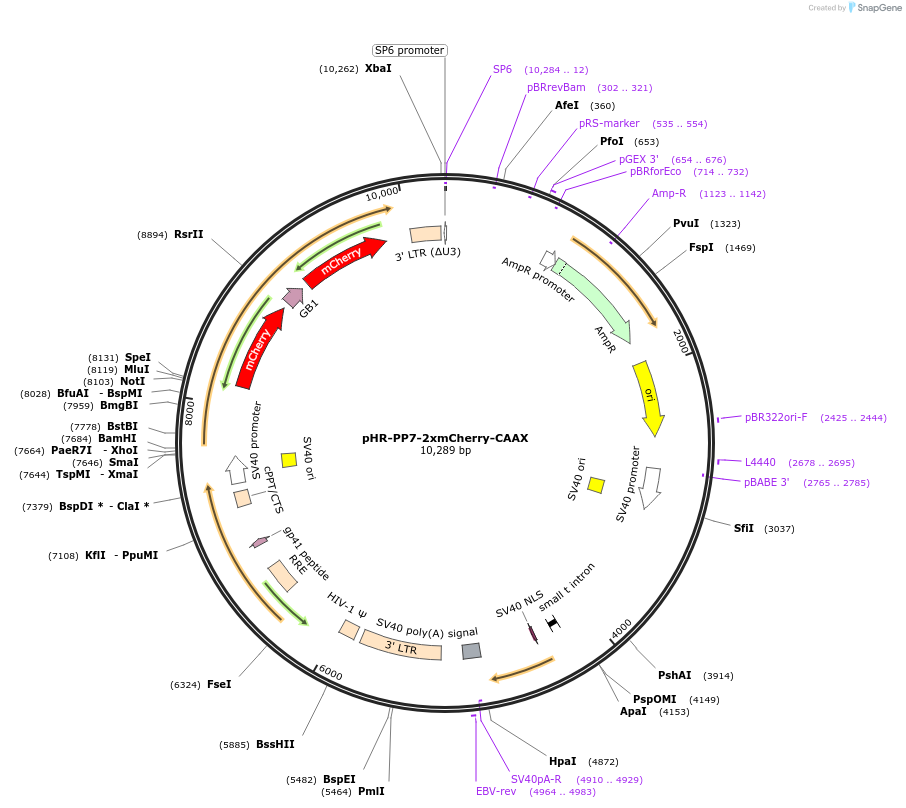 74925-plasmid-map-sequence-id-435221