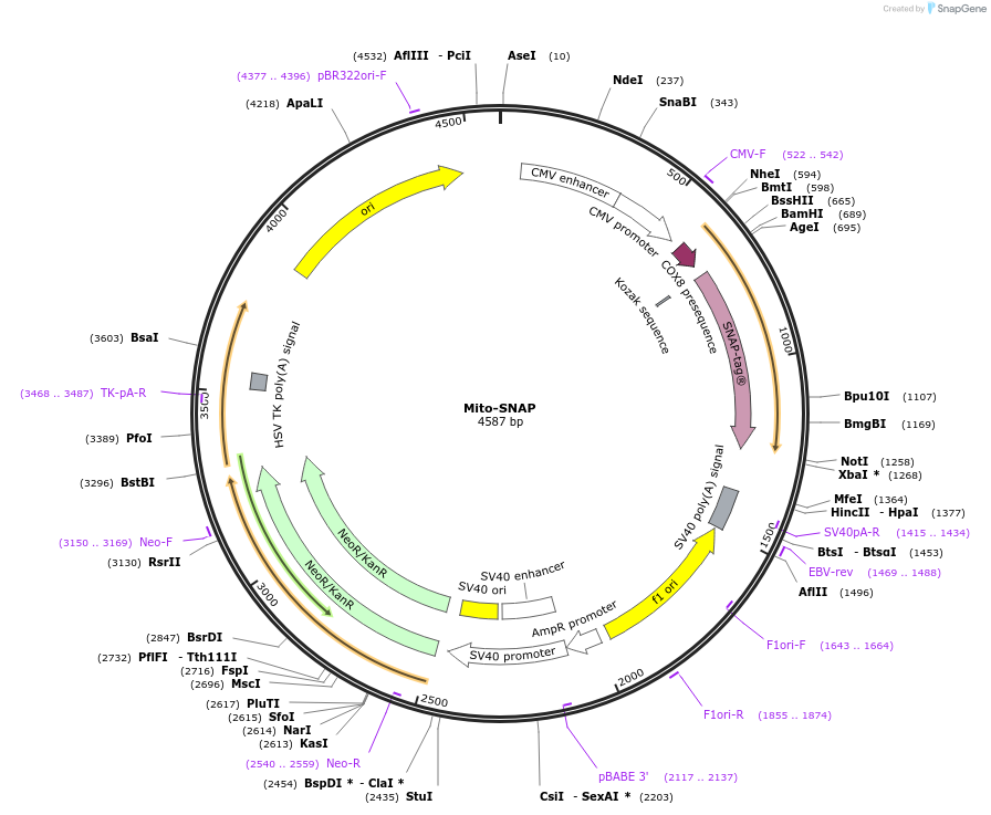 206480-plasmid-map-sequence-id-435222