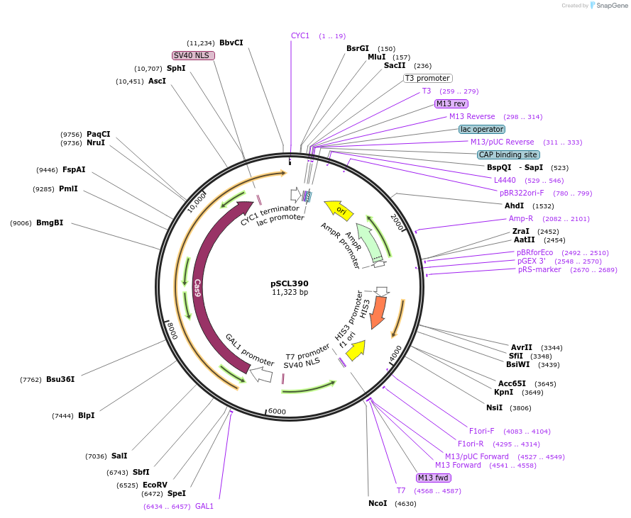 219500-plasmid-map-sequence-id-435228