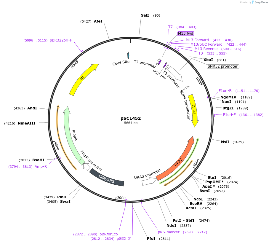 219502-plasmid-map-sequence-id-435229