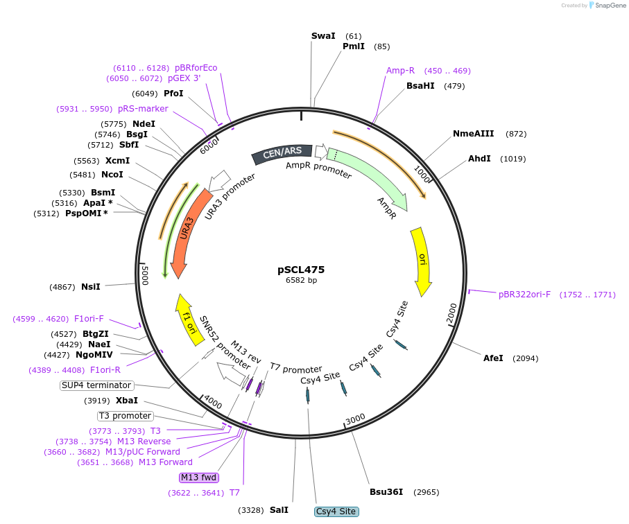 219503-plasmid-map-sequence-id-435230