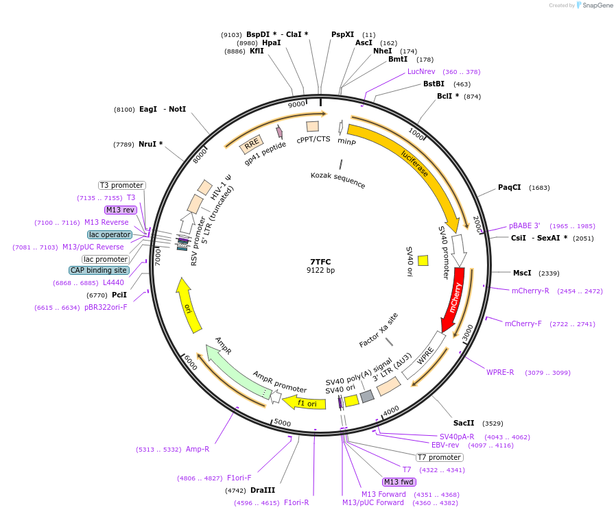 24307-plasmid-map-sequence-id-435245
