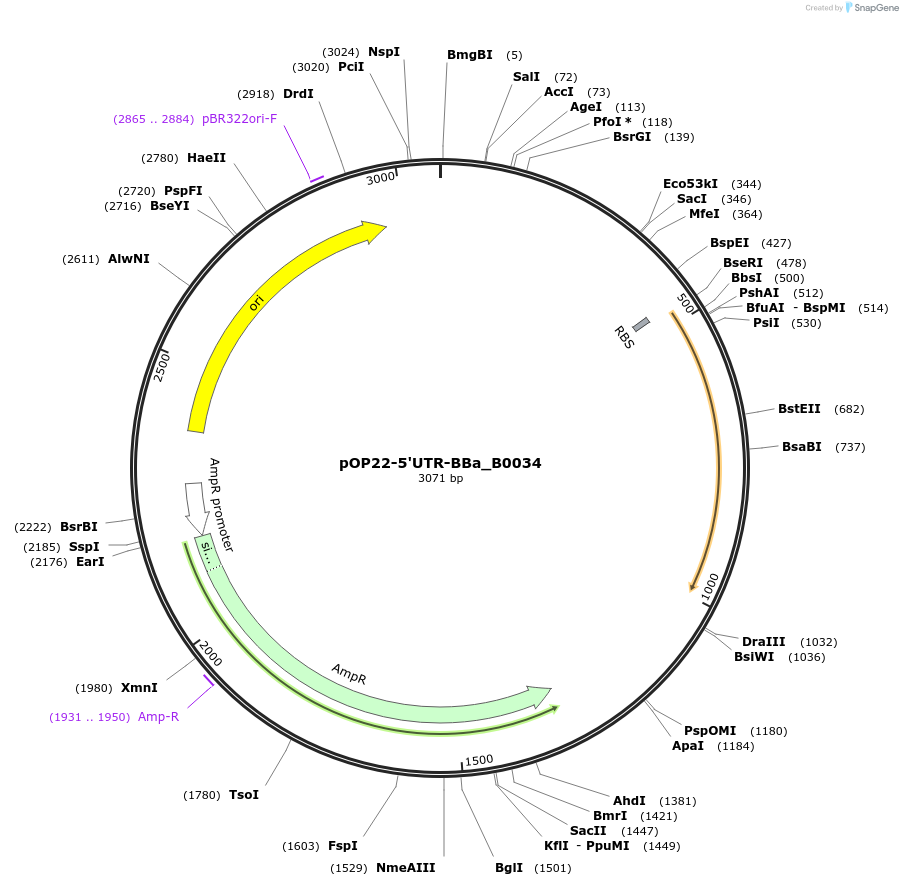 216626-plasmid-map-sequence-id-435251