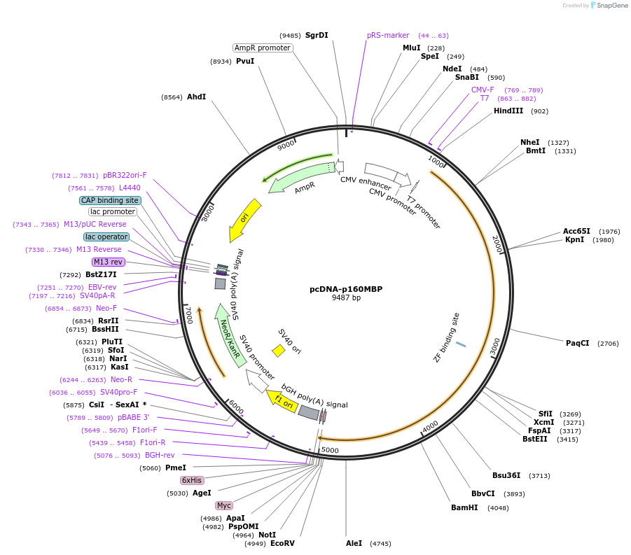 41-plasmid-map-sequence-id-435256