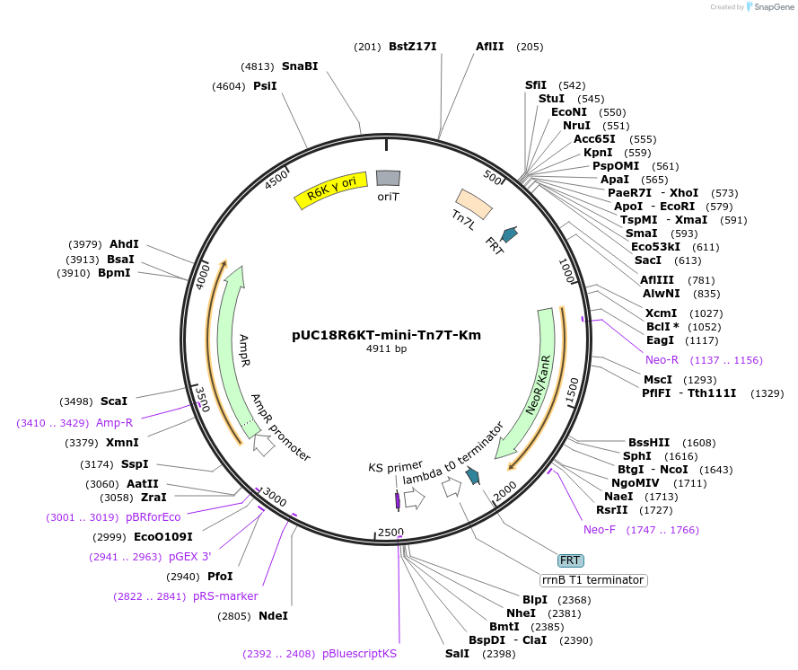 64969-plasmid-map-sequence-id-435259