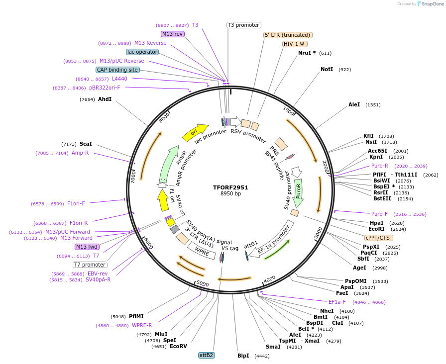 144427-plasmid-map-sequence-id-435268