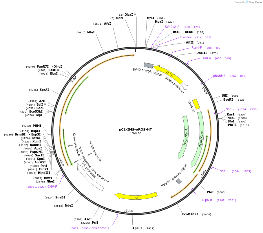216419-plasmid-map-sequence-id-435274