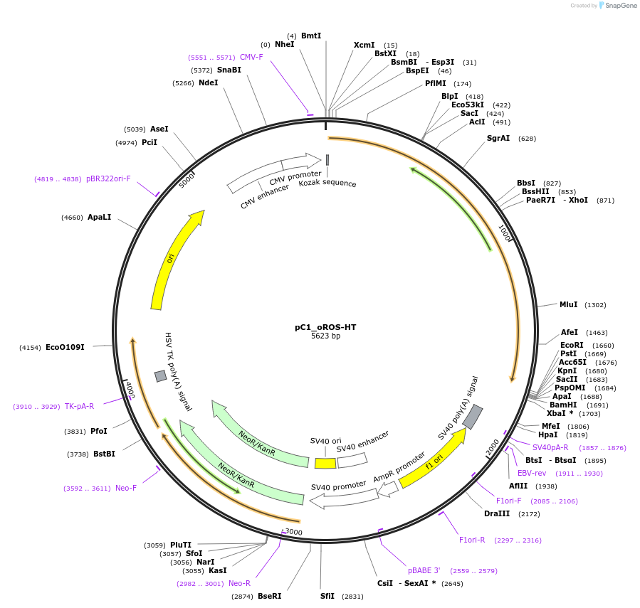 216413-plasmid-map-sequence-id-435275