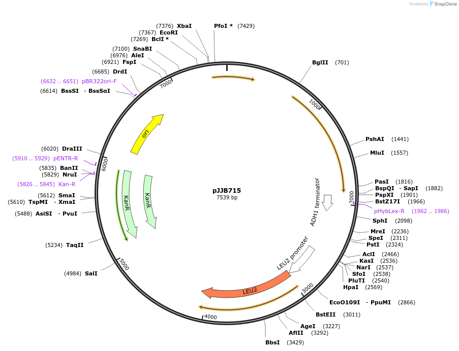 218599-plasmid-map-sequence-id-435277