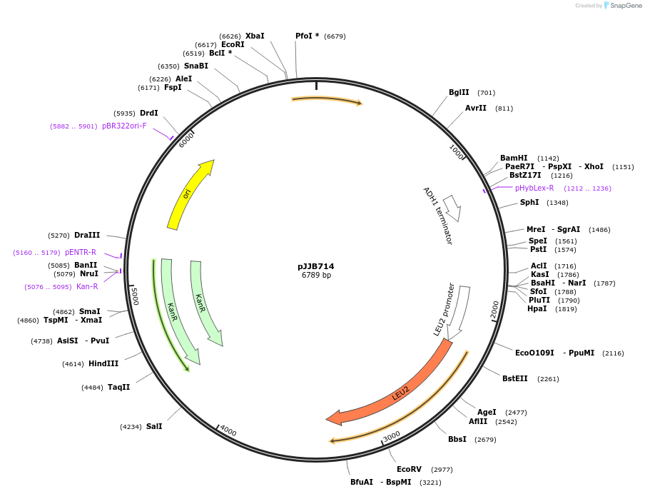 218598-plasmid-map-sequence-id-435278