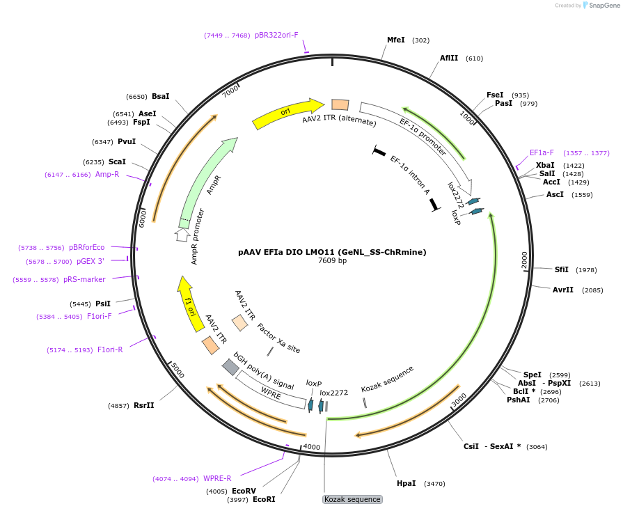 219426-plasmid-map-sequence-id-435310