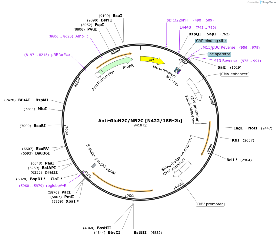 220433-plasmid-map-sequence-id-435312