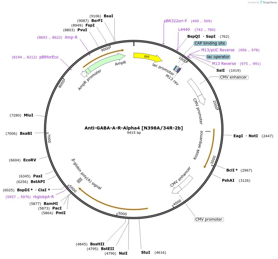 220432-plasmid-map-sequence-id-435313