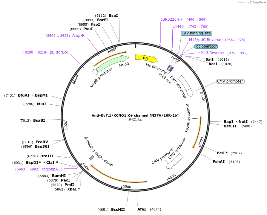 220431-plasmid-map-sequence-id-435314