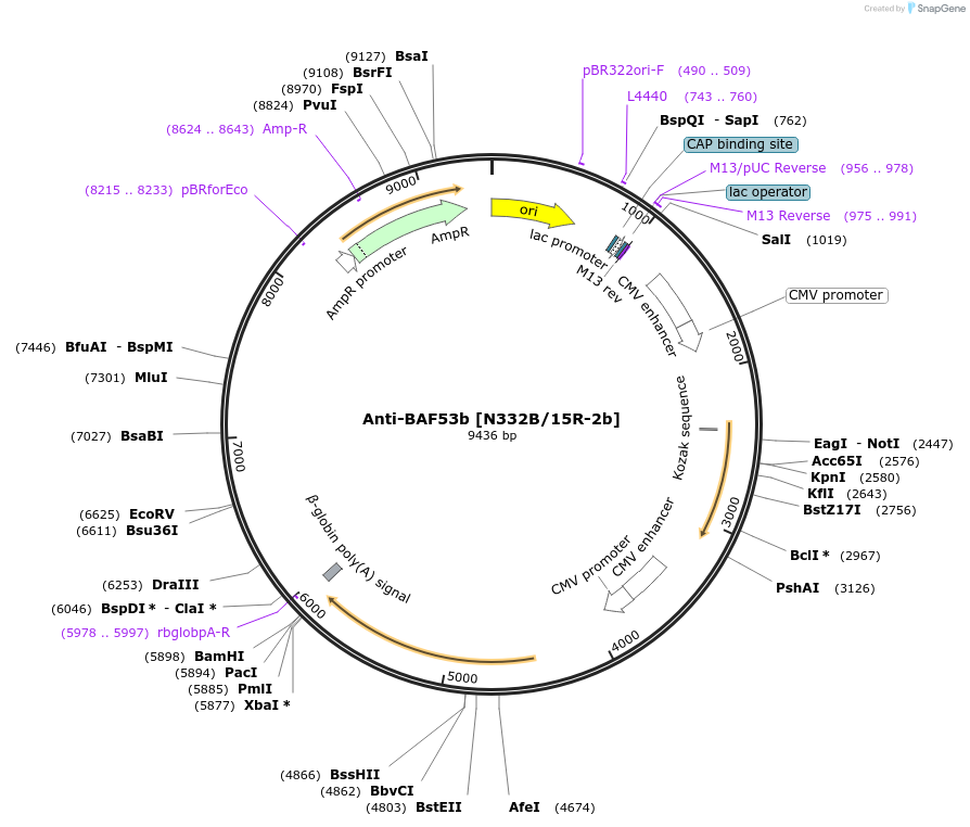 220430-plasmid-map-sequence-id-435315
