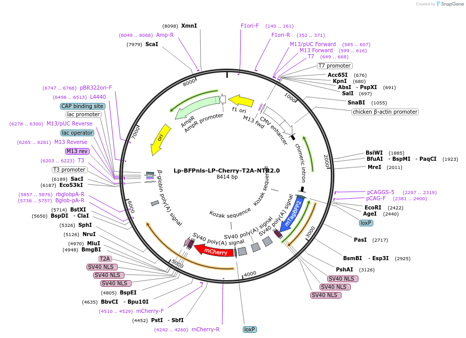 219785-plasmid-map-sequence-id-435319