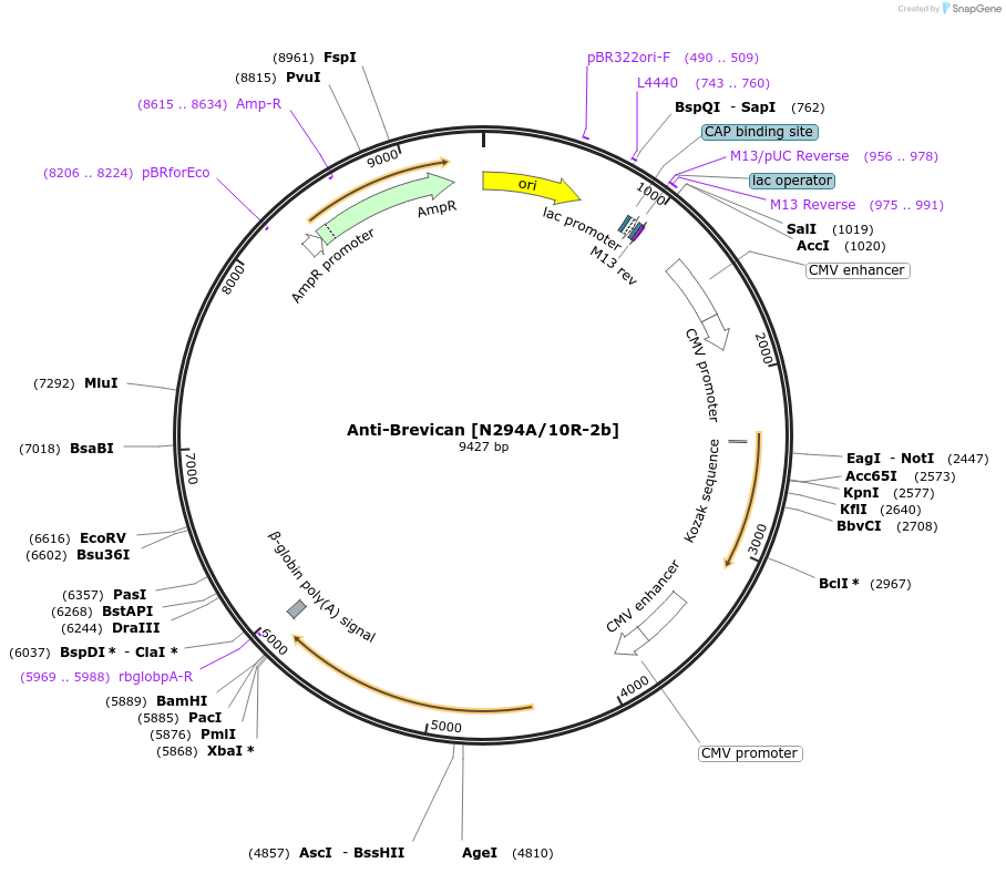220429-plasmid-map-sequence-id-435327