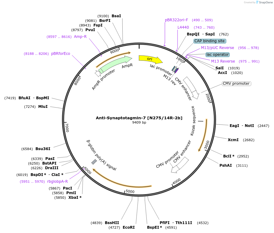 220428-plasmid-map-sequence-id-435328