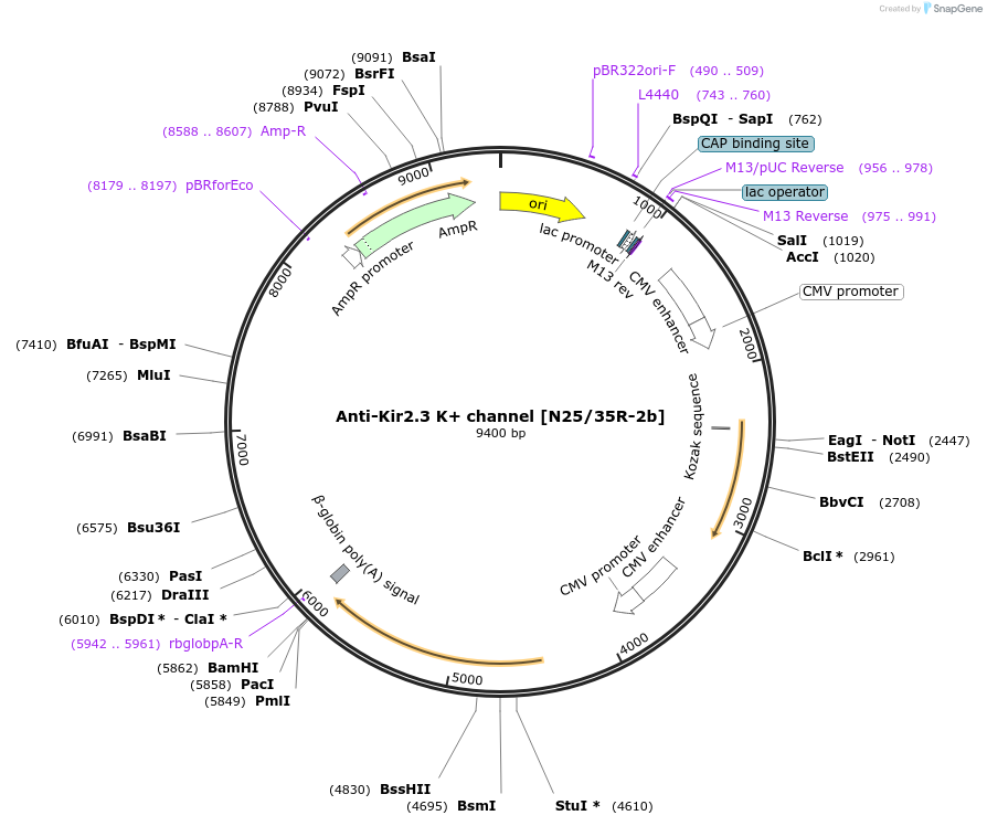 220427-plasmid-map-sequence-id-435329