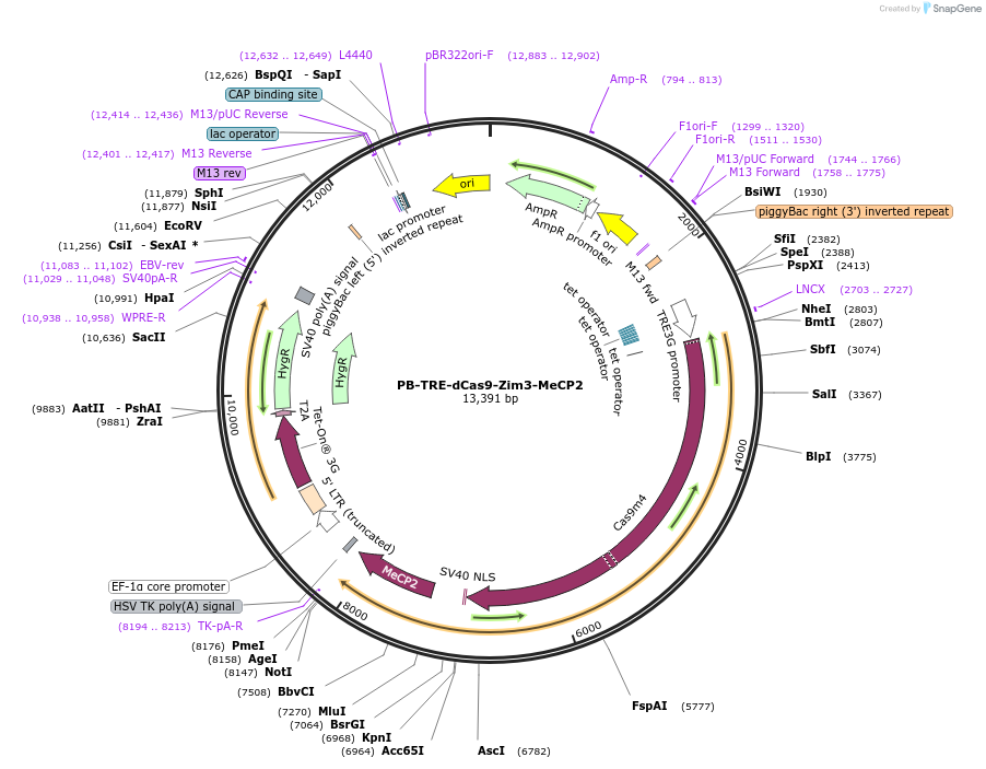 220143-plasmid-map-sequence-id-435331