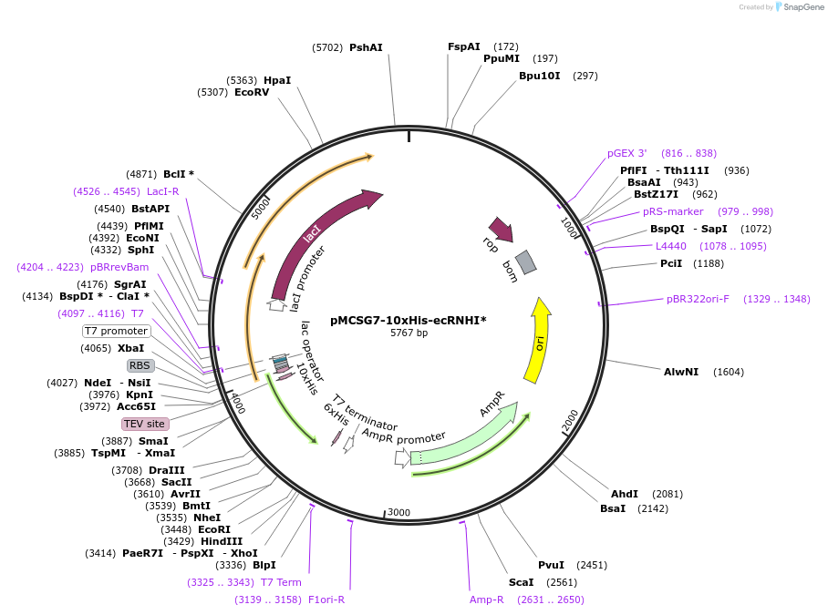 219523-plasmid-map-sequence-id-435332