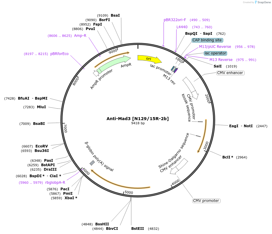 220422-plasmid-map-sequence-id-435343