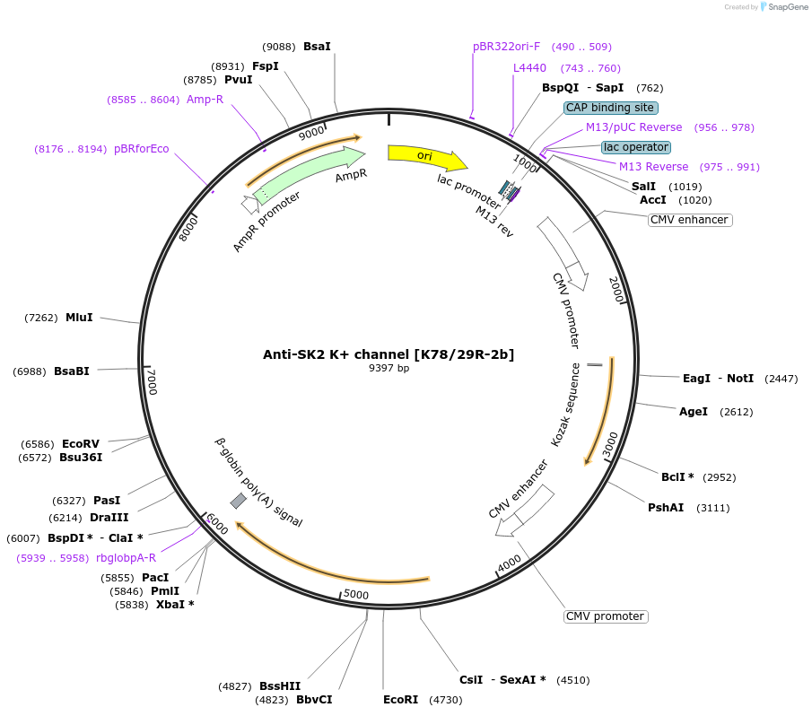 220421-plasmid-map-sequence-id-435344