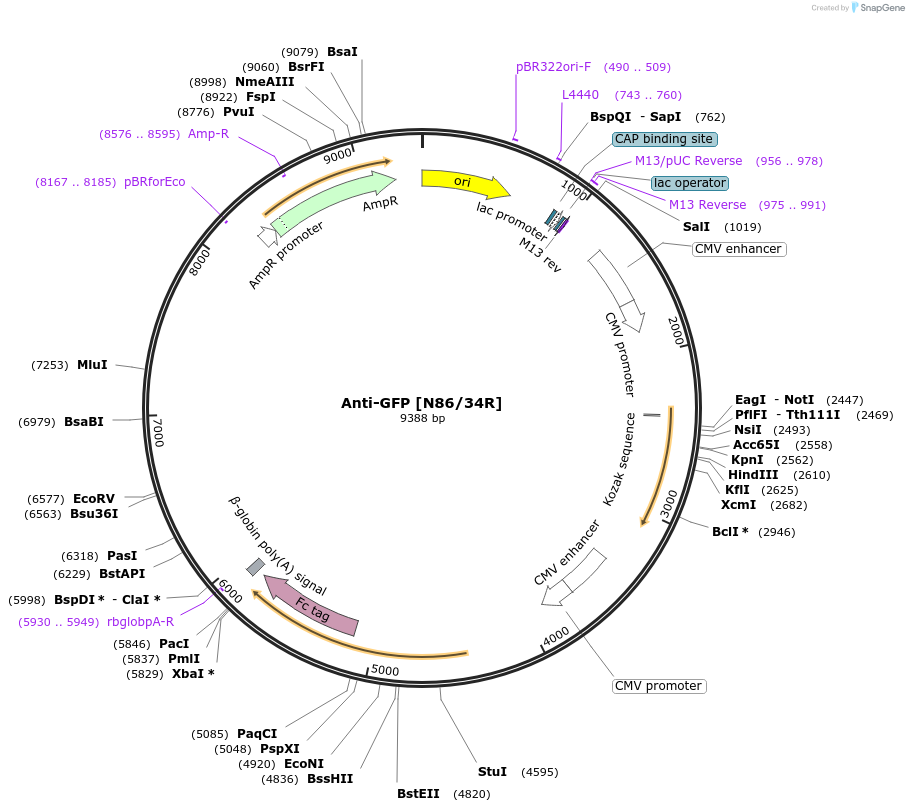 220419-plasmid-map-sequence-id-435347