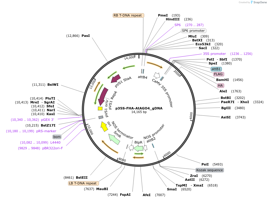 216838-plasmid-map-sequence-id-435356