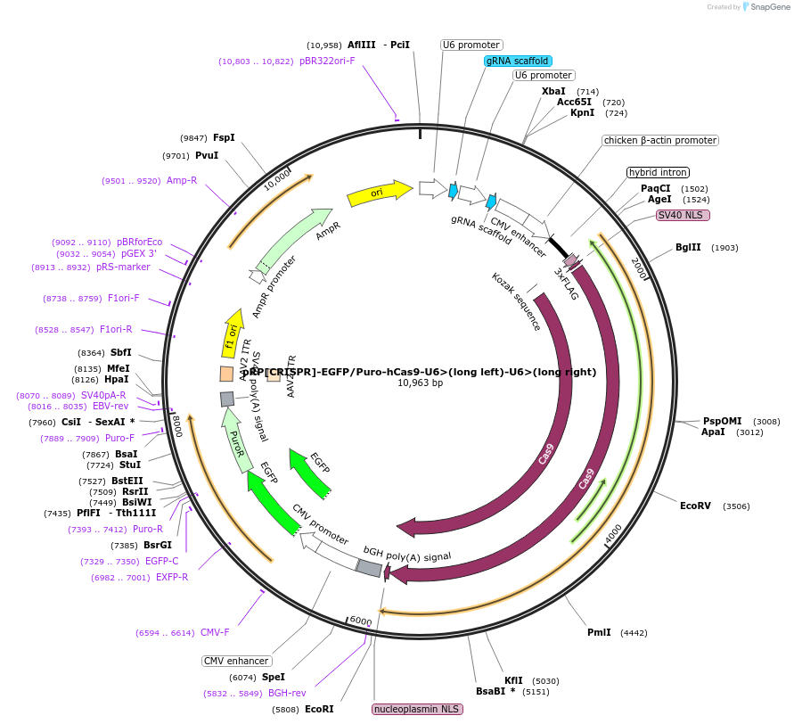 216871-plasmid-map-sequence-id-435357