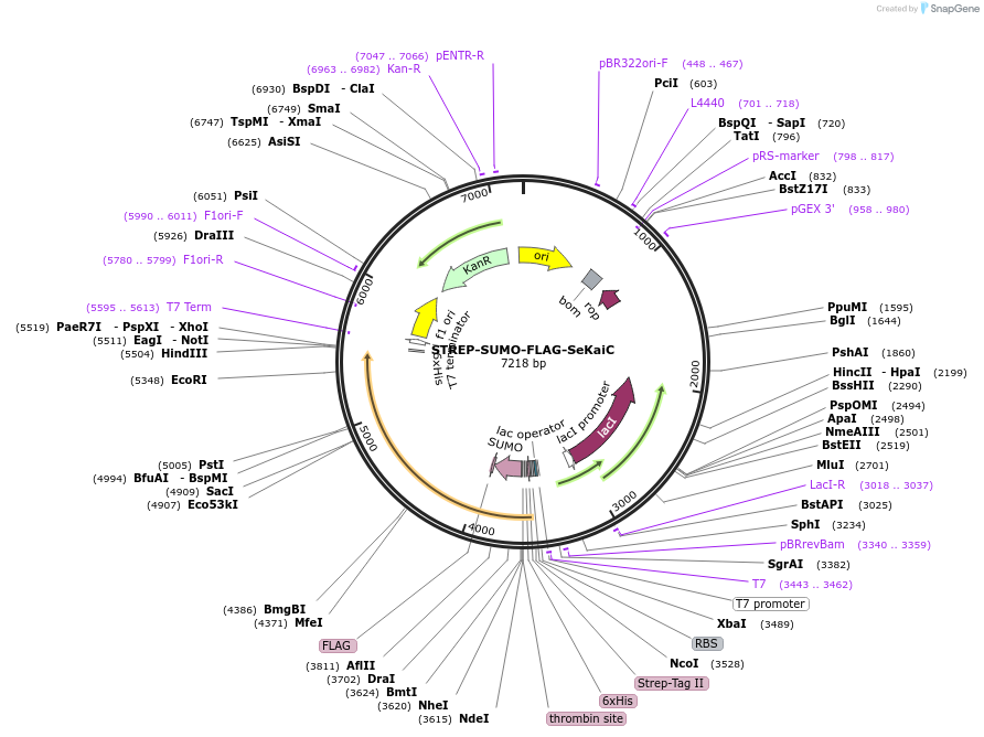218179-plasmid-map-sequence-id-435359
