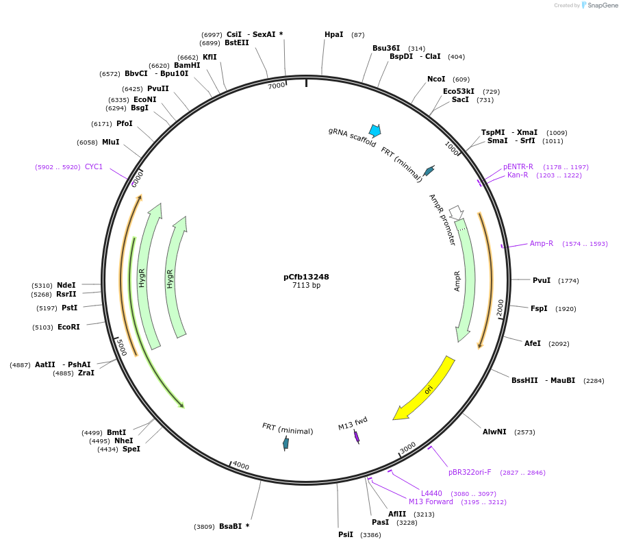 219919-plasmid-map-sequence-id-435379