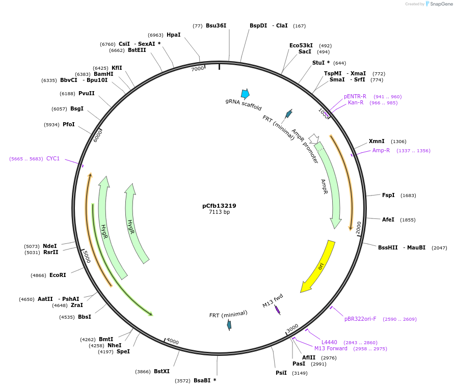 219894-plasmid-map-sequence-id-435380