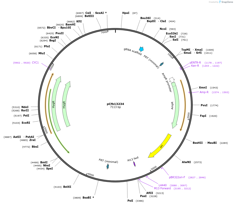 219907-plasmid-map-sequence-id-435381