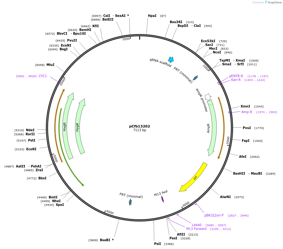 219877-plasmid-map-sequence-id-435382