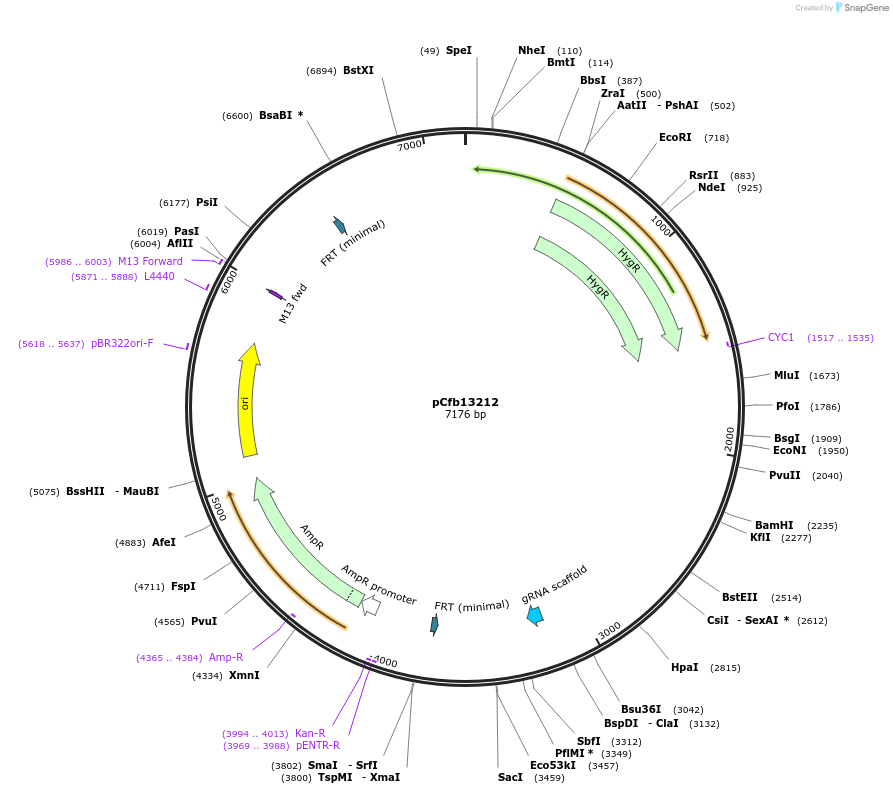 219887-plasmid-map-sequence-id-435385