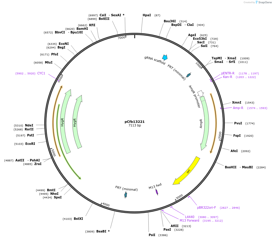 219896-plasmid-map-sequence-id-435390