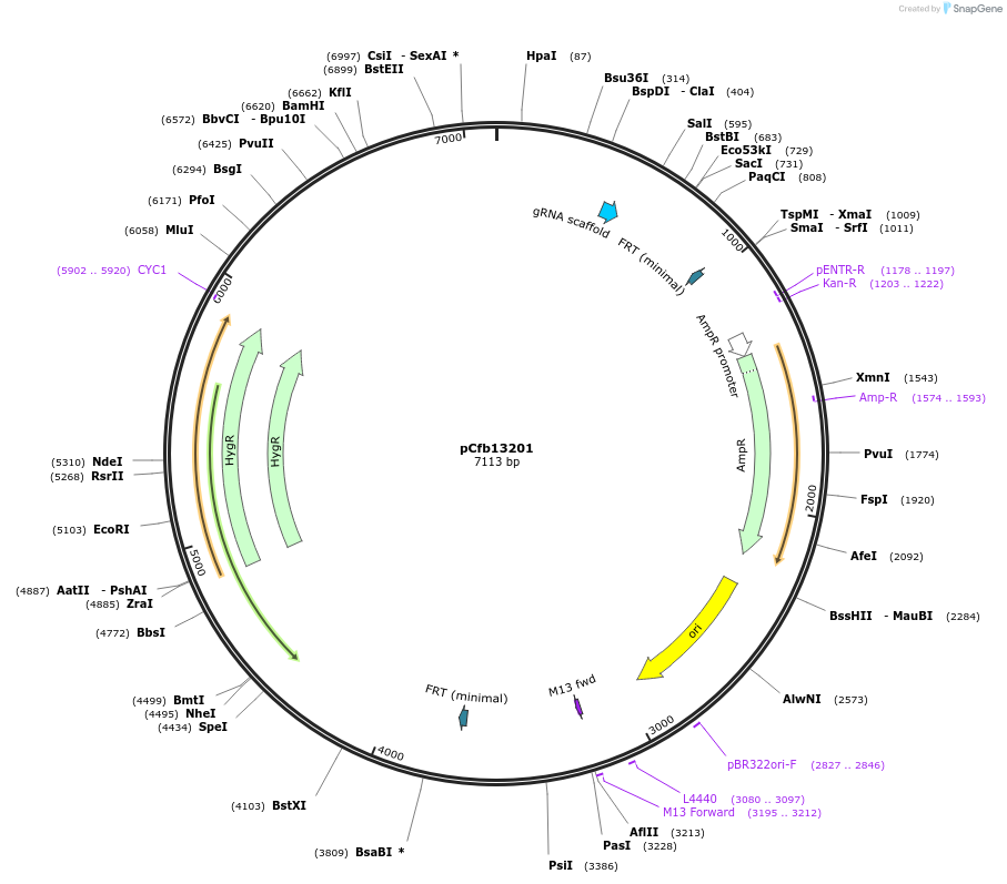 219876-plasmid-map-sequence-id-435396