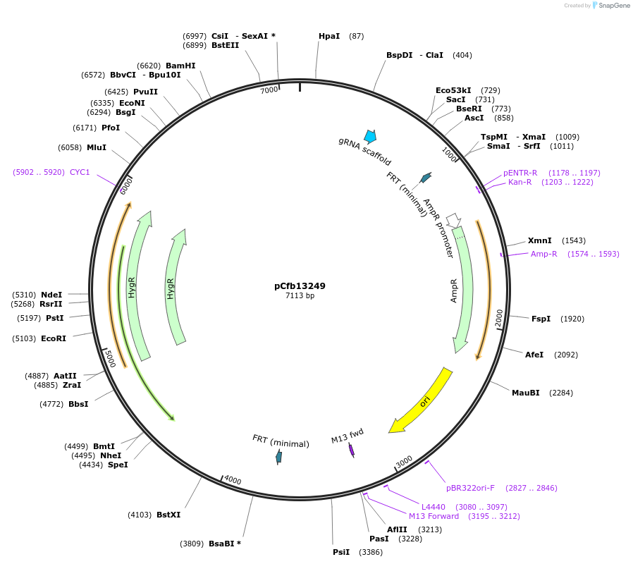 219920-plasmid-map-sequence-id-435398