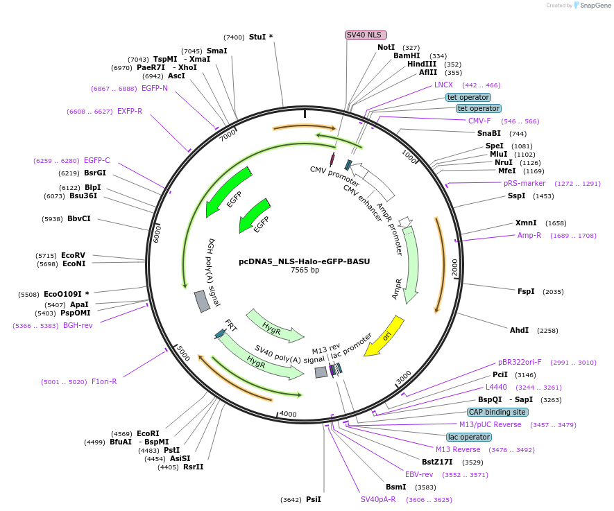 218449-plasmid-map-sequence-id-435399