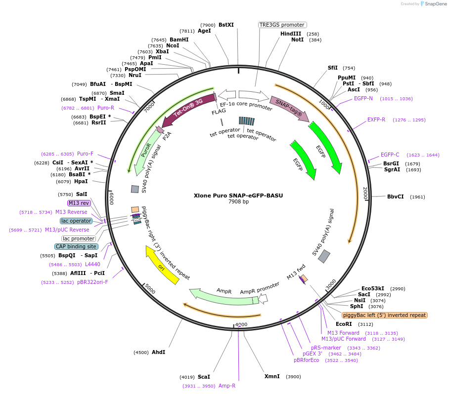 218452-plasmid-map-sequence-id-435420