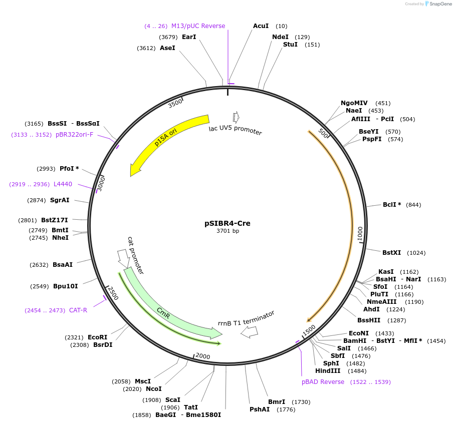 219435-plasmid-map-sequence-id-435422